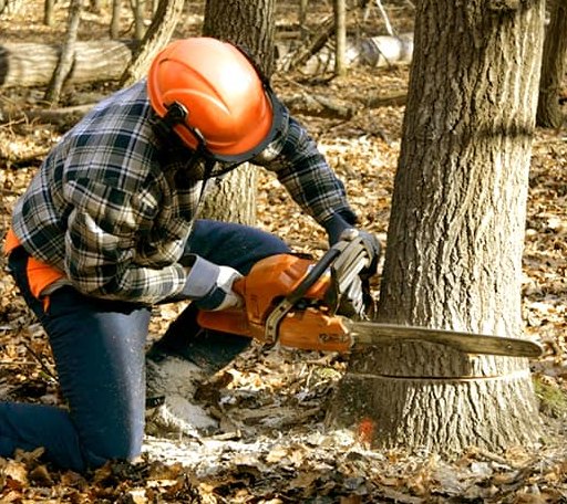 Tree Removal in Patuxent River, MD